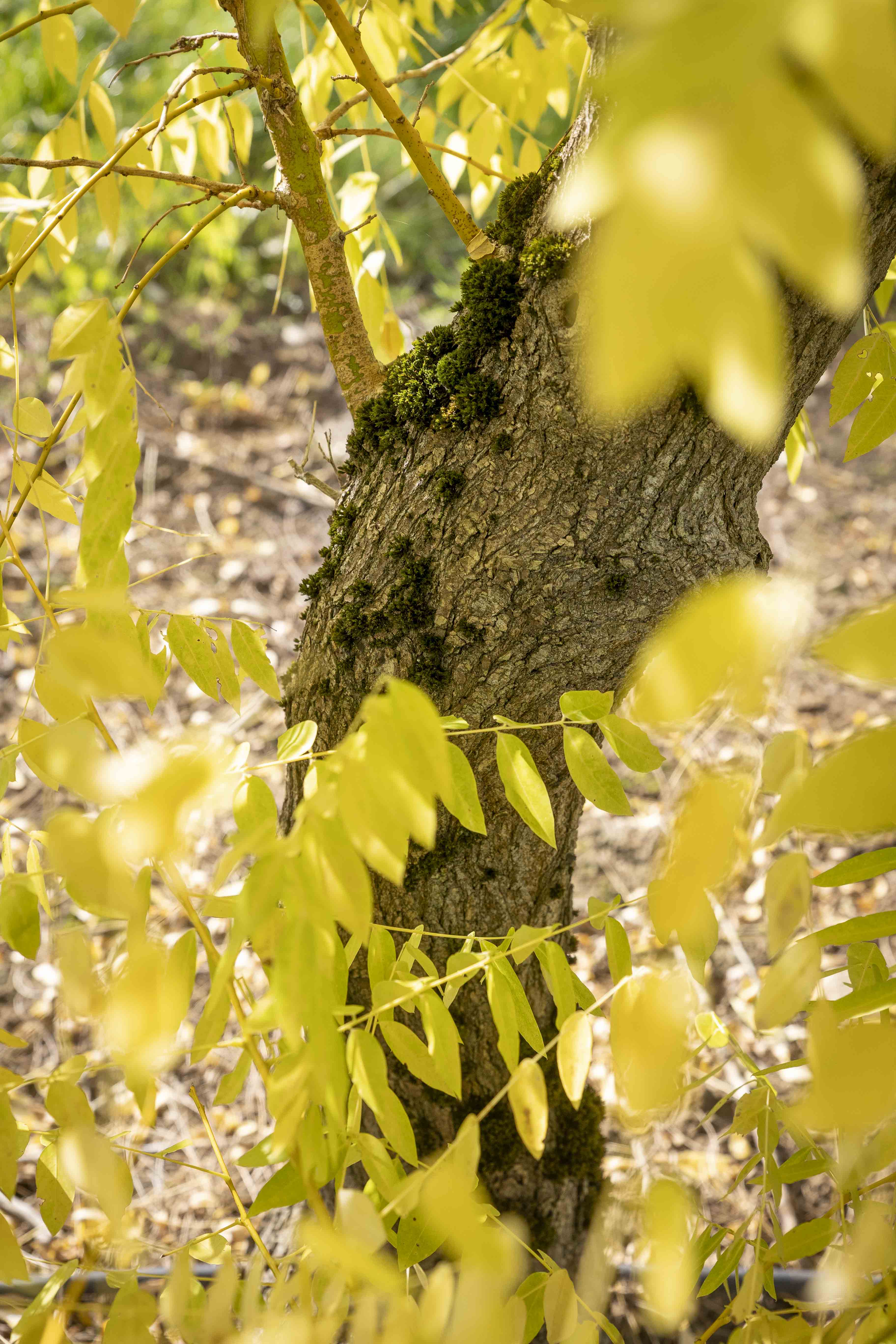 Sophora japonica 'Golden Standard' Unikat